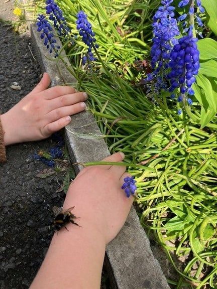 Children's hands planting beside a clump of grape hyacinths.