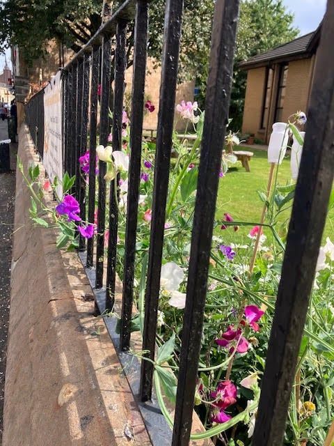 Pink, purple and white sweet peas growing up through the black railings in front of the church.