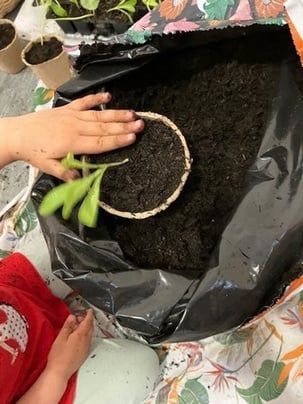 A child pressing a seedling into a grow bag full of compost.
