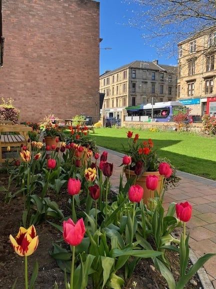 Red and yellow tulips in the church garden, with tenements behind.