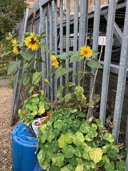 Sunflowers and nasturtiums growing along the railings.